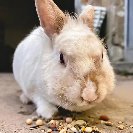 Garden - With Garden View 蒙蒂茹