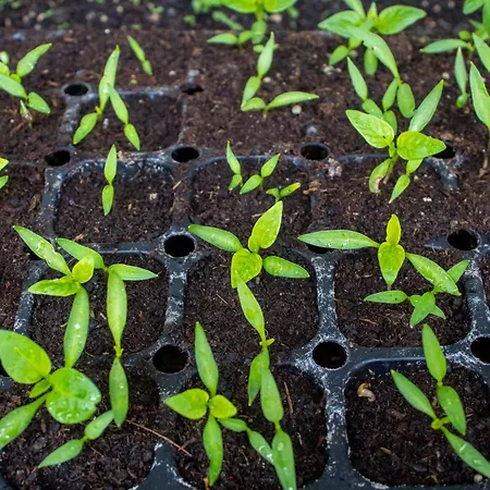 Garden - With Garden View