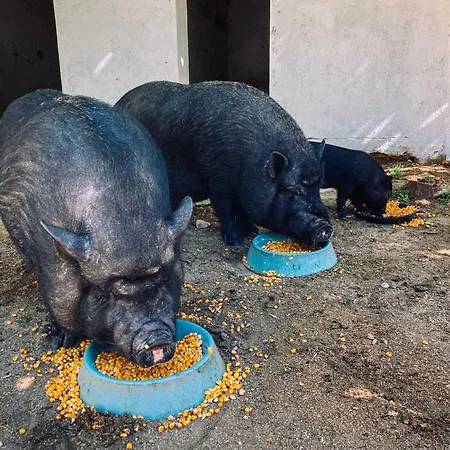 Garden - With Garden View 蒙蒂茹