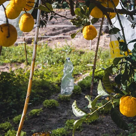 Garden - With Garden View * מונטיז'ו