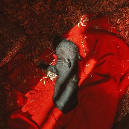 Garden - With Garden View בית אירוח מונטיז'ו