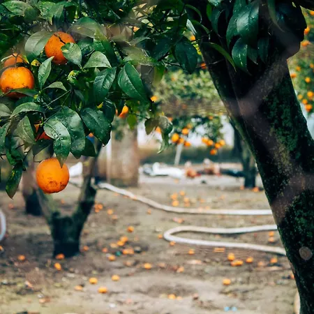 Garden - With Garden View מונטיז'ו