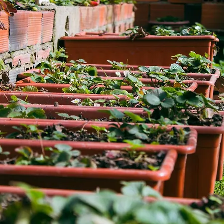 Garden - With Garden View * Montijo
