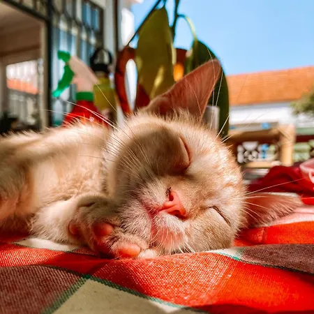 Privatunterkunft Garden - With Garden View